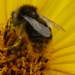 Feeling for pollen by gaf005