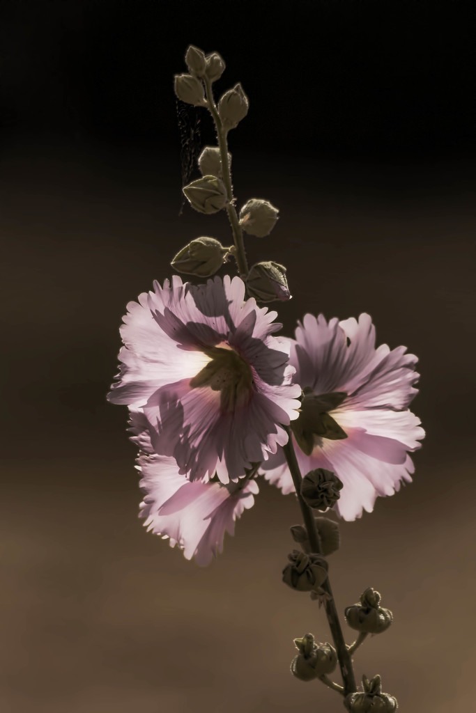 Flowers at Dusk by shepherdmanswife