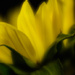 sunflower blur by samae