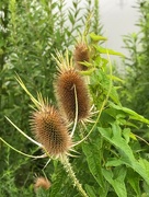 2nd Aug 2018 - Thistles
