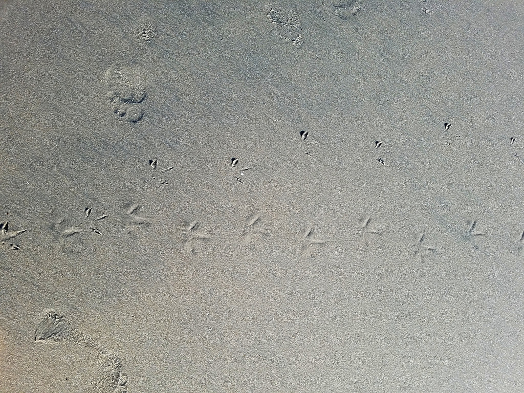 Prints in the sand by francoise
