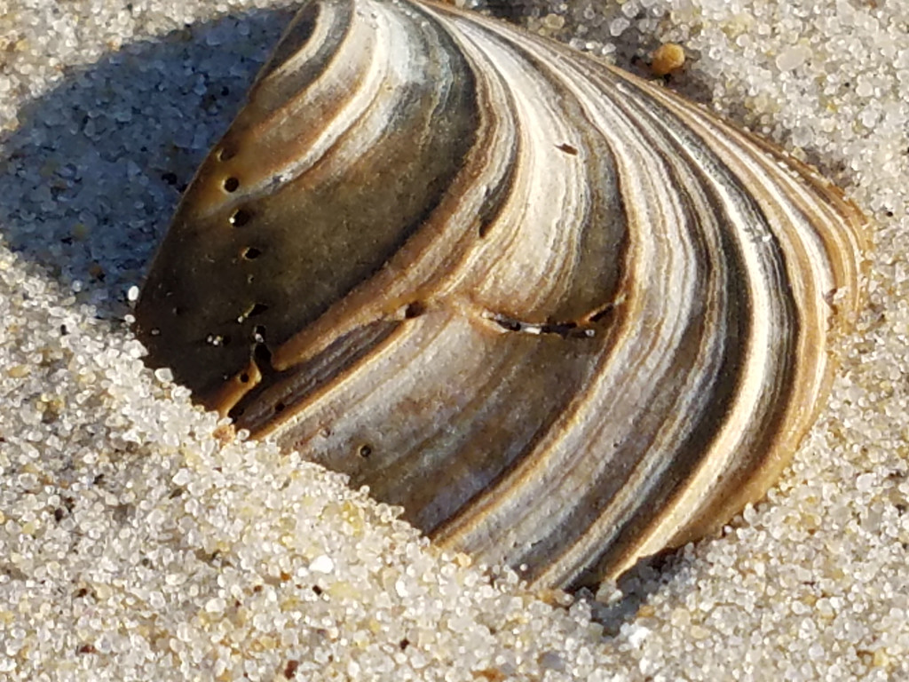 Shell by francoise