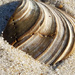 Shell by francoise