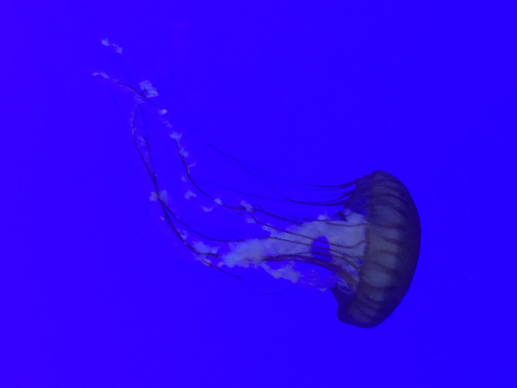 Jelly at the Oregon Aquarium  by jshewman
