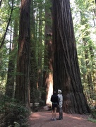 7th Aug 2018 - Tall trees Humboldt Redwood Park CA