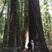 Tall trees Humboldt Redwood Park CA by jshewman