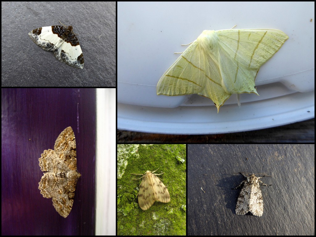 Garden moths 28 by steveandkerry