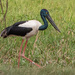 Black-necked stork in Kakadu by gosia