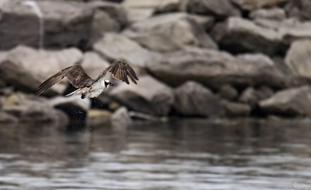 Osprey Wet from Diving But No Fish  by jgpittenger