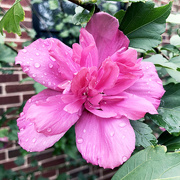 7th Aug 2018 - Rose Of Sharon In The Rain