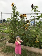 8th Aug 2018 - Daisy in the Community garden 