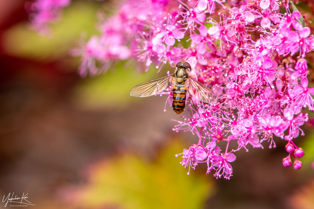 Hover Fly by yorkshirekiwi