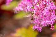 8th Aug 2018 - Hover Fly