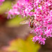 Hover Fly by yorkshirekiwi