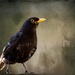 Scruffy blackbird by pamknowler