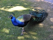7th Aug 2018 -  Peacock on Brownsea Island 