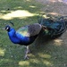  Peacock on Brownsea Island  by susiemc