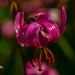 Lilium martagon by elisasaeter
