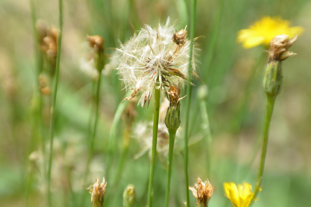 Dandelions and seedhead... by ziggy77