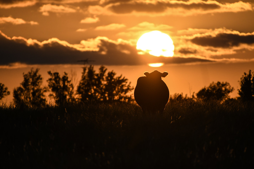 The Cow Stood Under the Sun by kareenking