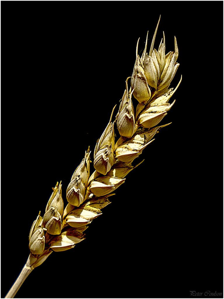Ear of Wheat by pcoulson