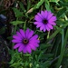 Vibrant Purple Daisies ~ by happysnaps