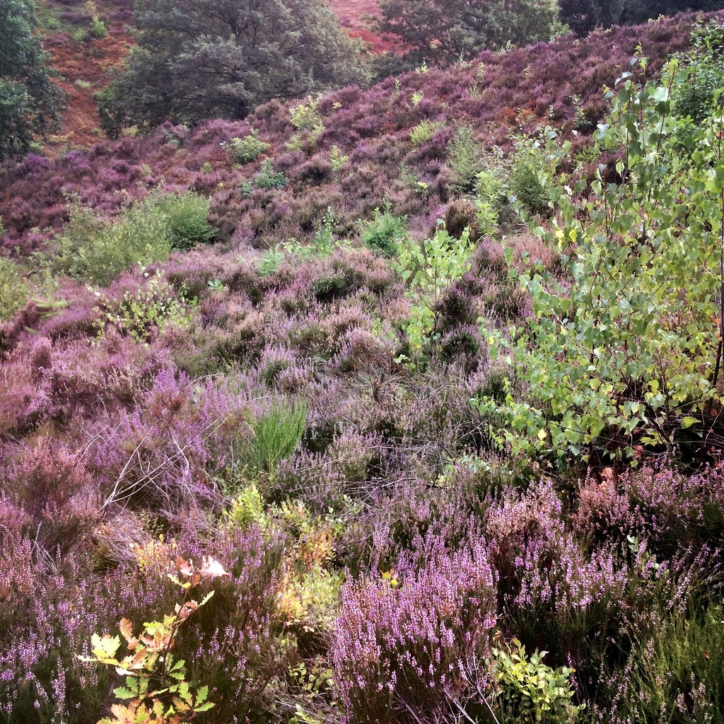 Purple hill by mastermek