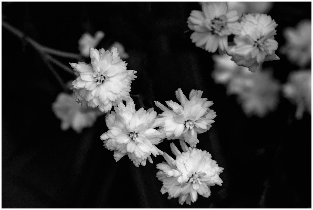 little white flowers by jernst1779