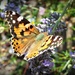 Painted lady in the lavender by judithdeacon