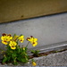 Beauty in the cracks by jayberg
