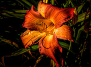 8th Aug 2018 - Day lily