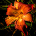 Day lily by joansmor