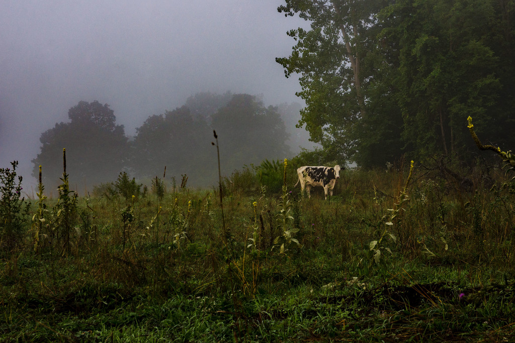 Foggy Cow in the Morning by farmreporter