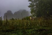 8th Aug 2018 - Foggy Cow in the Morning