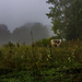 Foggy Cow in the Morning by farmreporter