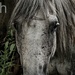 August Alphabet Words - H is for Horse by farmreporter