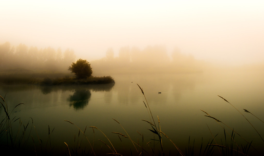 Morning fog by adi314