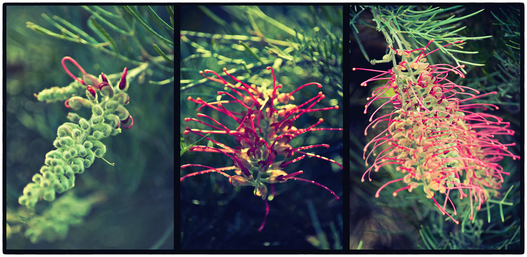 grevillea by annied