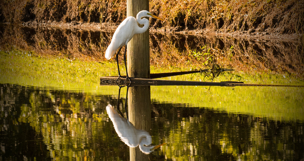 Egret and Reflection! by rickster549