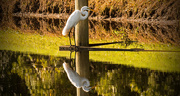 8th Aug 2018 - Egret and Reflection!