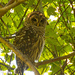 Today's Barred Owl! by rickster549