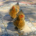 More Cochin chickens by ludwigsdiana