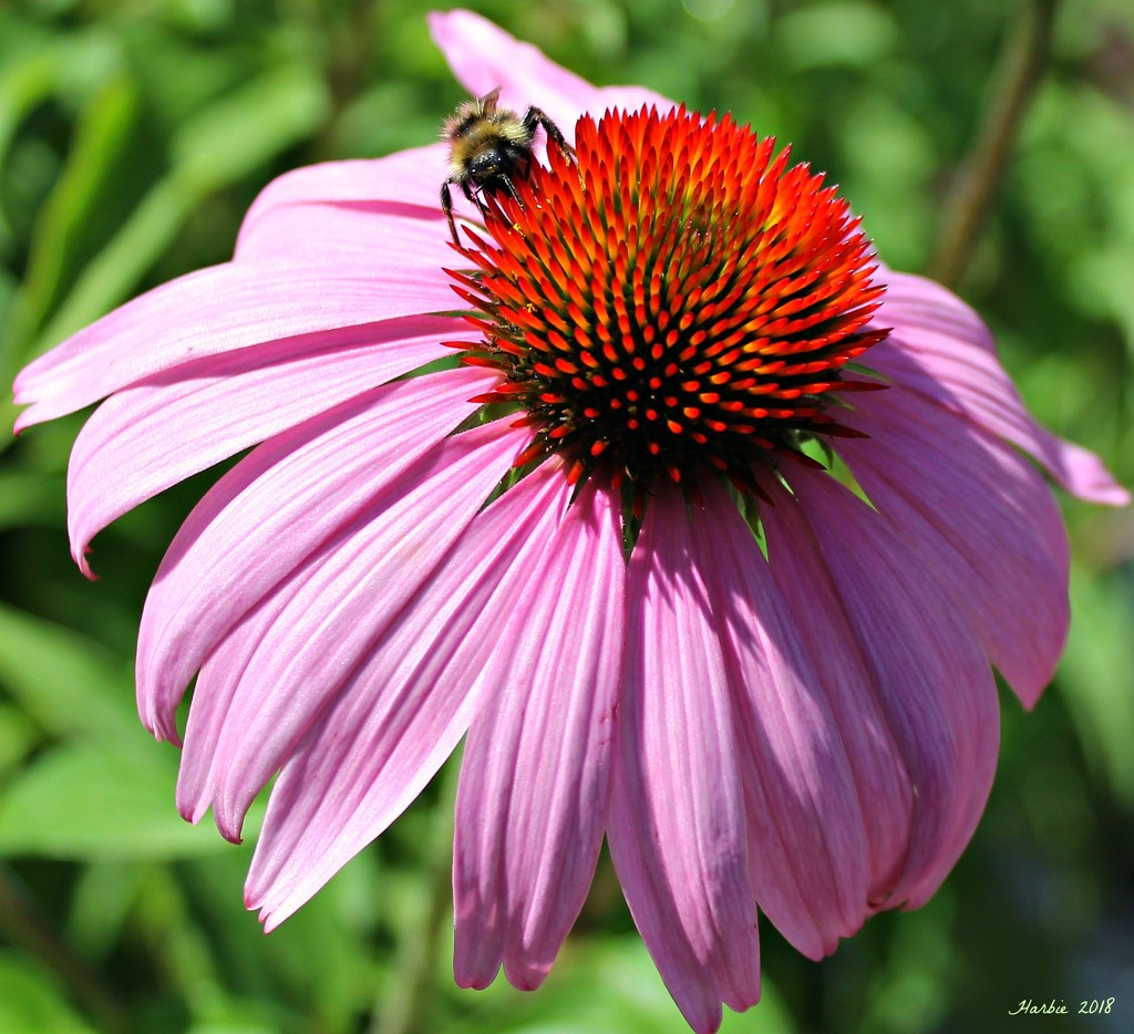 Coneflower and Friend by harbie