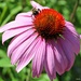 Coneflower and Friend by harbie