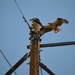 osprey buzzing by bigdad