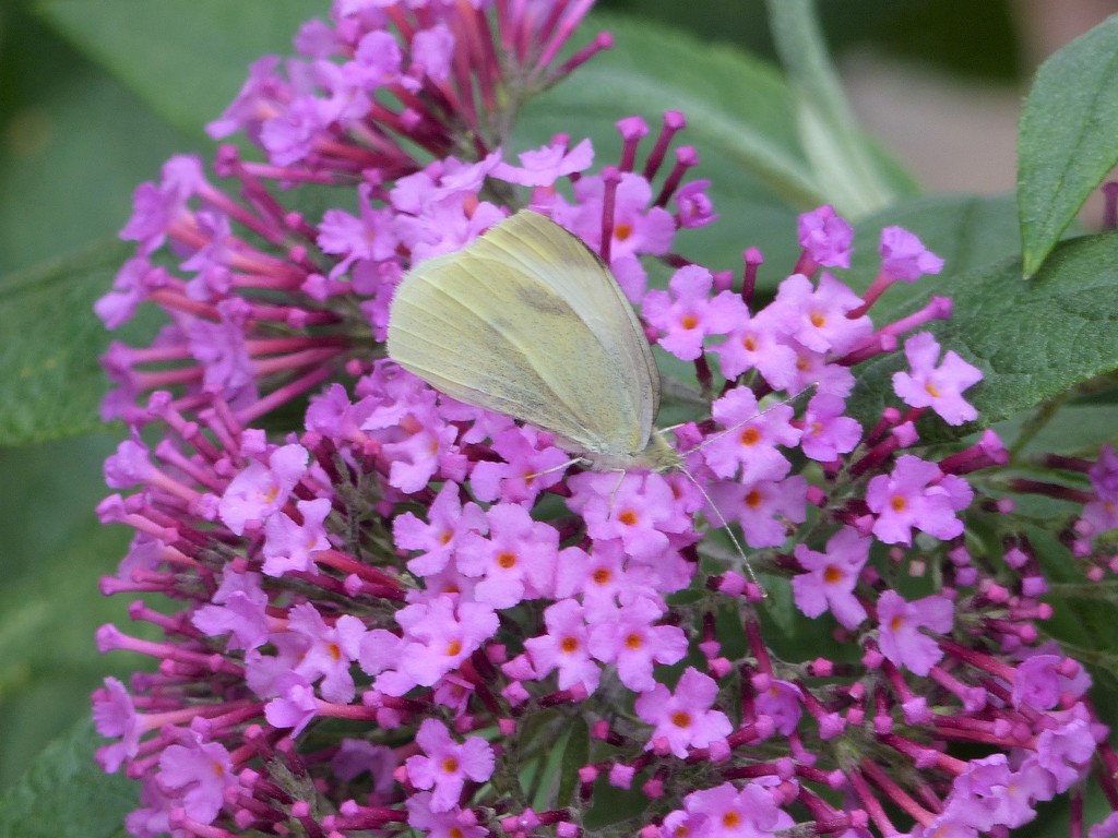  Pink Buddleia (with complimentary white butterfly) by susiemc