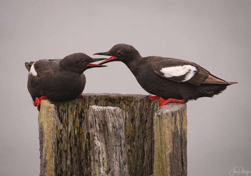 Pigeon Guillemots Coming in for a Kiss  by jgpittenger