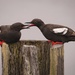 Pigeon Guillemots Coming in for a Kiss  by jgpittenger