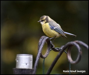 9th Aug 2018 - And this little blue tit came too