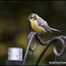 And this little blue tit came too by rosiekind